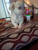 Bekay, a female Chihuahua for sale in Maxton, NC – Photo 1 of 3