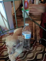 Bekay, a female Chihuahua for sale in Maxton, NC – Photo 3 of 3