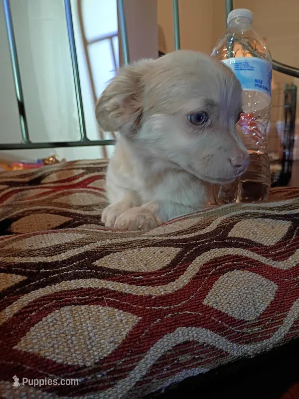 Bekay(teacup) – Chihuahua puppy for sale in Maxton, NC