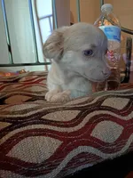 Bekay(teacup), a female Chihuahua for sale in Maxton, NC – Photo 1 of 4