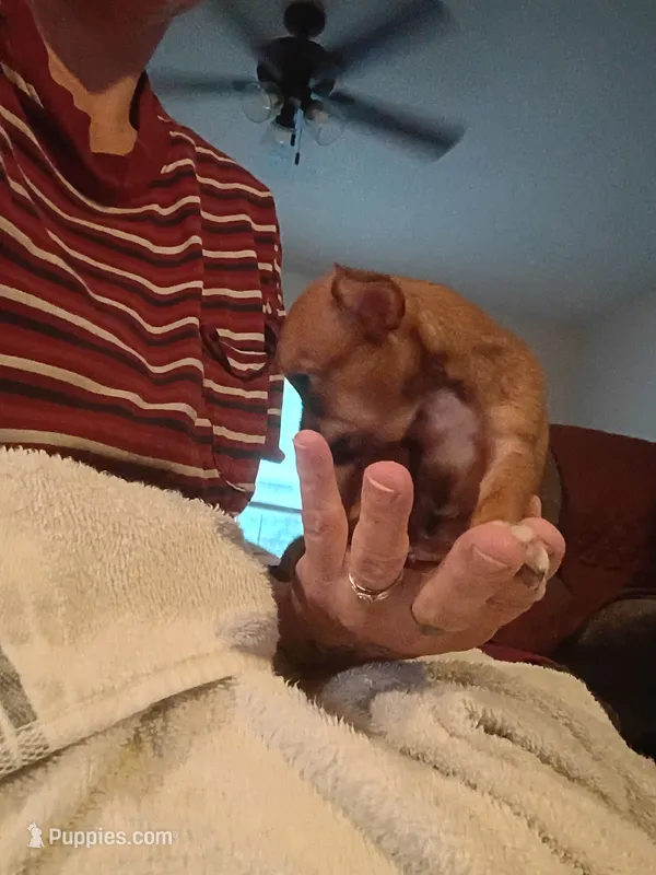 Teacup Teonna – Chihuahua puppy for sale in Maxton, NC