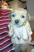 Chan (teacup), a male Chihuahua for sale in Maxton, NC – Photo 2 of 5