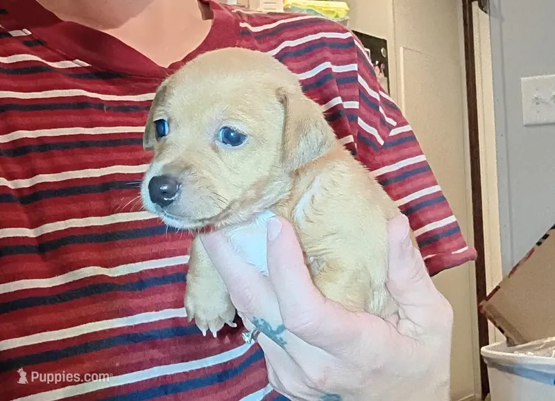 Chan (teacup) – Chihuahua puppy for sale in Maxton, NC