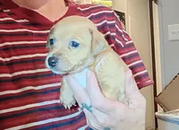 Chan (teacup), a male Chihuahua for sale in Maxton, NC – Photo 1 of 5