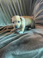 Chan (teacup), a male Chihuahua for sale in Maxton, NC – Photo 4 of 5