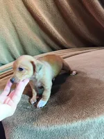 Chan (teacup), a male Chihuahua for sale in Maxton, NC – Photo 3 of 5