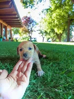 Chan (teacup), a male Chihuahua for sale in Maxton, NC – Photo 5 of 5