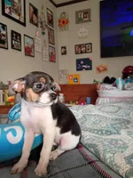 Karalue, a female Chihuahua for sale in Maxton, NC – Photo 2 of 5