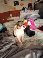 Karalue, a female Chihuahua for sale in Maxton, NC – Photo 5 of 5