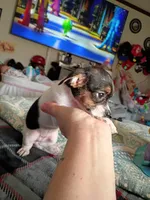 Karalue, a female Chihuahua for sale in Maxton, NC – Photo 3 of 5