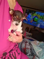 Karalue, a female Chihuahua for sale in Maxton, NC – Photo 1 of 5