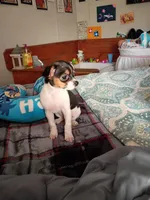 Karalue, a female Chihuahua for sale in Maxton, NC – Photo 4 of 5