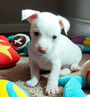 Sammy, a male Chihuahua for sale in Maxton, NC – Photo 2 of 2