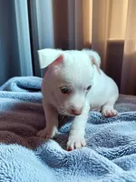 Sammy, a male Chihuahua for sale in Maxton, NC – Photo 1 of 2