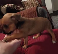 Karson, a male Chihuahua for sale in Maxton, NC – 6 of 6