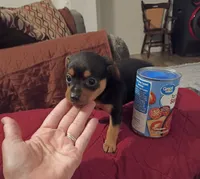 Karly, a female Chihuahua for sale in Maxton, NC – 4 of 4