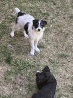 Ollie, a male Bordoodle for sale in Loveland, CO – 7 of 10