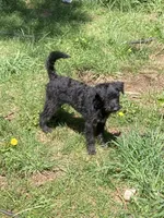 Sadie, a female Bordoodle for sale in Loveland, CO – 2 of 4