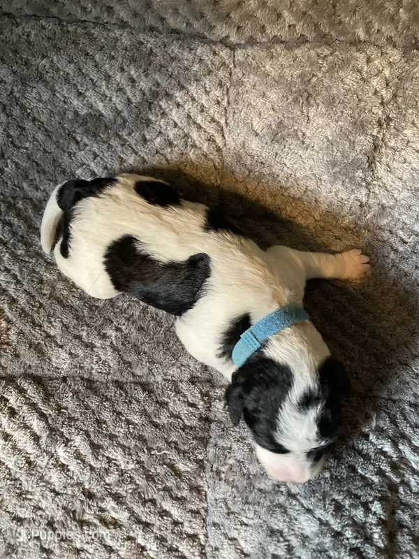 Archie – Bordoodle puppy for sale in Loveland, CO