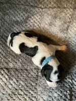Archie, a male Bordoodle for sale in Loveland, CO – 1 of 1