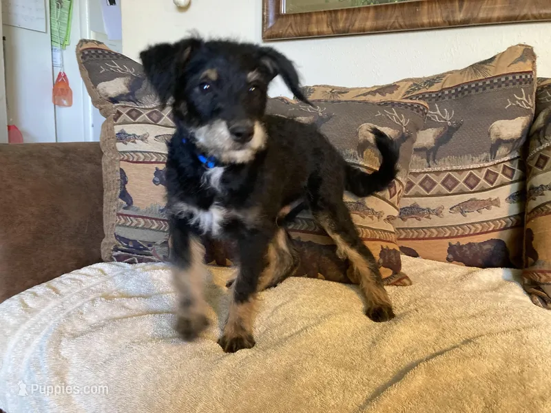 Big Bear – Bordoodle puppy for sale in Loveland, CO