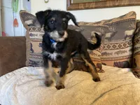 Big Bear, a male Bordoodle for sale in Loveland, CO – 1 of 8