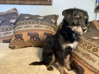 Big Bear, a male Bordoodle for sale in Loveland, CO – 2 of 8