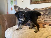 Big Bear, a male Bordoodle for sale in Loveland, CO – 4 of 8
