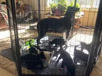 Big Bear, a male Bordoodle for sale in Loveland, CO – Photo 3 of 5