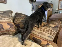Big Bear, a male Bordoodle for sale in Loveland, CO – 5 of 8