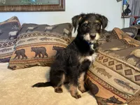 Big Bear, a male Bordoodle for sale in Loveland, CO – 3 of 8