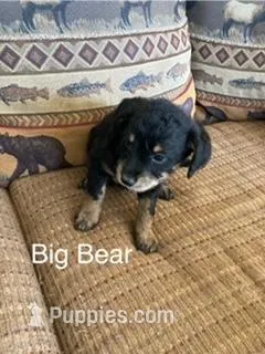 Big Bear – Bordoodle puppy for sale in Loveland, CO