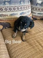 Big Bear, a male Bordoodle for sale in Loveland, CO – Photo 1 of 5