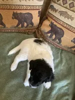 Fynn, a male Miniature Aussiedoodle for sale in Loveland, CO – 5 of 5