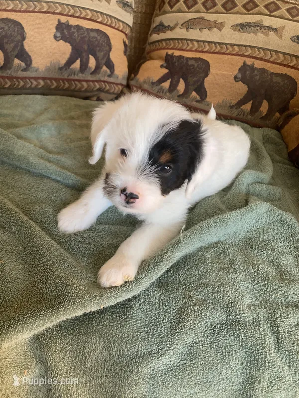 Pearl – Miniature Aussiedoodle puppy for sale in Loveland, CO