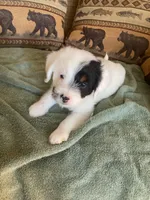 Pearl, a female Miniature Aussiedoodle for sale in Loveland, CO – 1 of 7