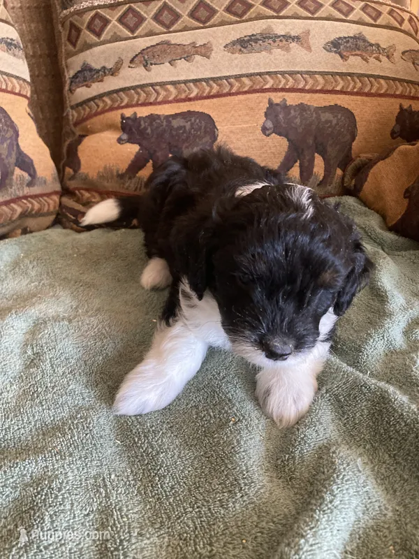 Murphy – Miniature Aussiedoodle puppy for sale in Loveland, CO