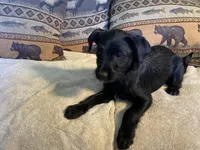 Panther, a female Bordoodle for sale in Loveland, CO – 3 of 6