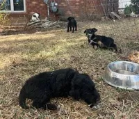 Panther, a female Bordoodle for sale in Loveland, CO – 4 of 6