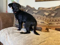 Panther, a female Bordoodle for sale in Loveland, CO – 2 of 6