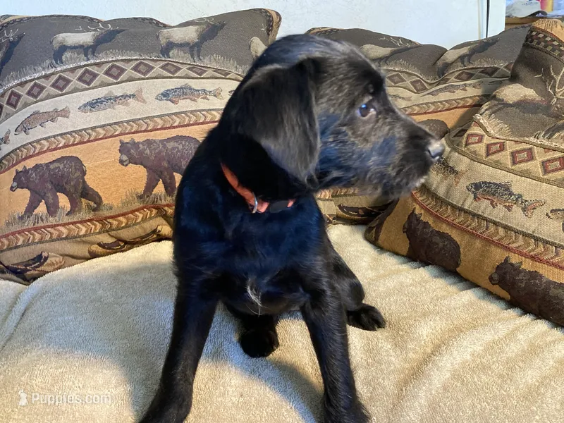 Panther – Bordoodle puppy for sale in Loveland, CO
