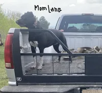 Panther, a female Bordoodle for sale in Loveland, CO – Photo 4 of 5
