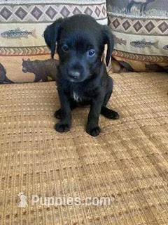 Panther – Bordoodle puppy for sale in Loveland, CO