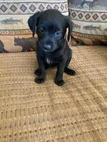 Panther, a female Bordoodle for sale in Loveland, CO – Photo 1 of 5