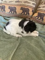 Poppy, a female Miniature Aussiedoodle for sale in Loveland, CO – 4 of 5
