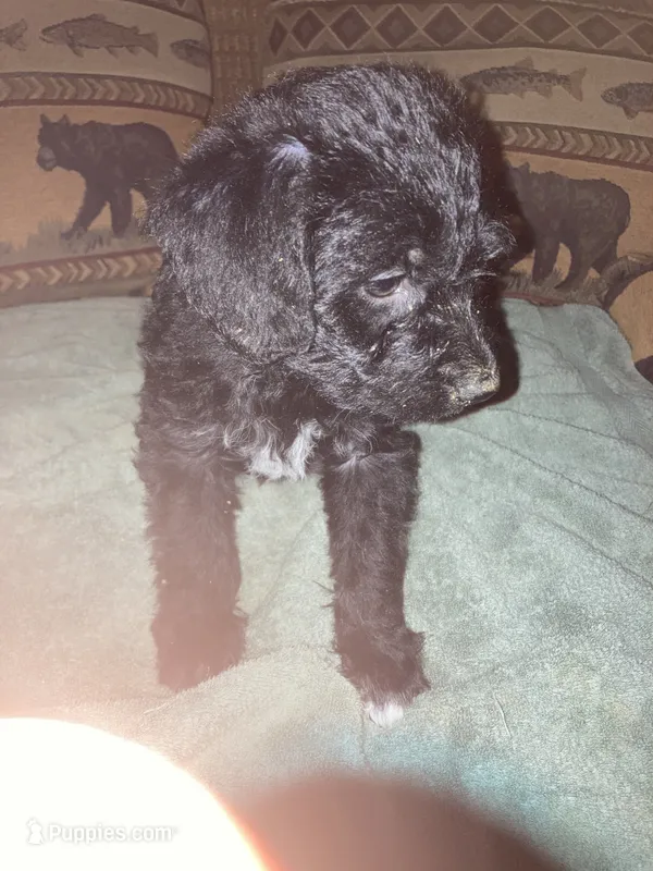 Louie – Bordoodle puppy for sale in Loveland, CO