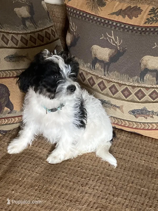 Milo – Miniature Aussiedoodle puppy for sale in Loveland, CO