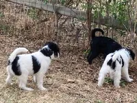 Milo, a male Miniature Aussiedoodle for sale in Loveland, CO – Photo 2 of 4