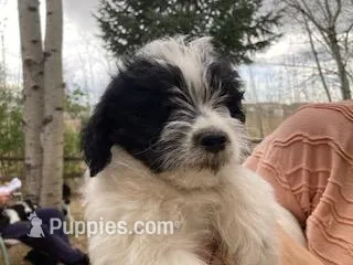 Milo – Miniature Aussiedoodle puppy for sale in Loveland, CO