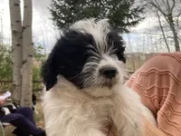 Milo, a male Miniature Aussiedoodle for sale in Loveland, CO – Photo 1 of 4